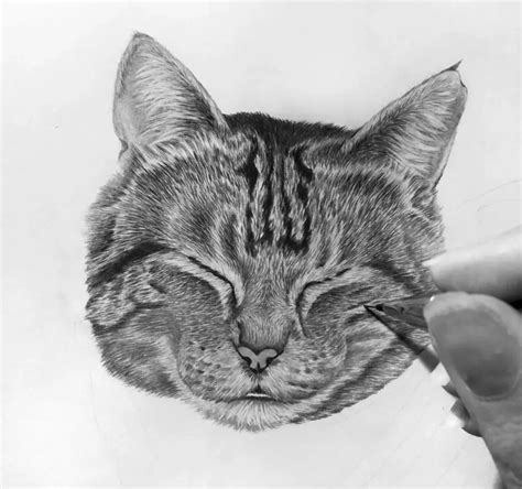 Draw Tutorial Animals 的图像结果