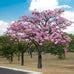 Buy Tabebuia Rosea Plant - Pink trumpet tree online at best price