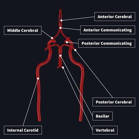Circle Of Willis Anatomy Function And What To Know