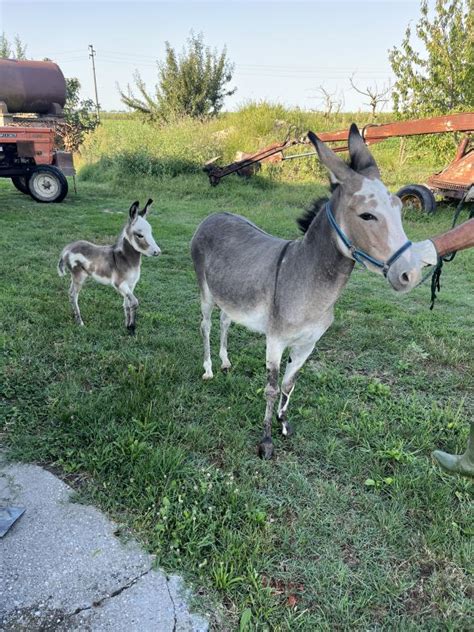 Südtirols Tierbörse Nr. 1 | Luudl