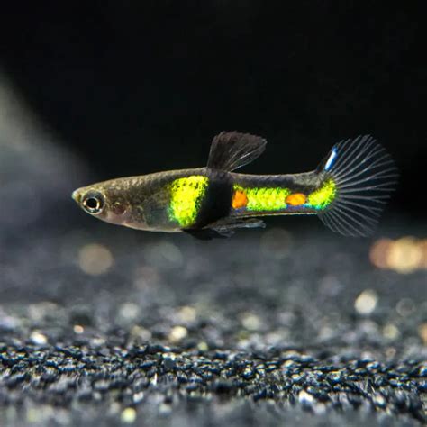Rare and Exotic Fishes Online | Live Aquarium Fishes for Sale – tagged ...