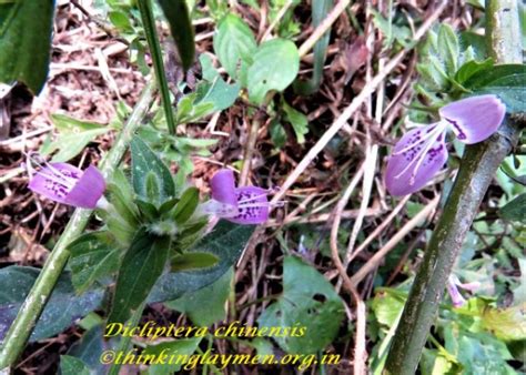 Medicinal Plant Details