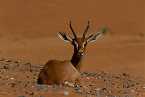 Emirates supports Sustainable Ecosystem at Dubai Desert Conservation Reserve