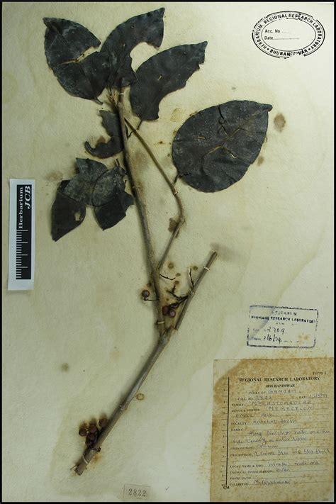 Herbarium JCB