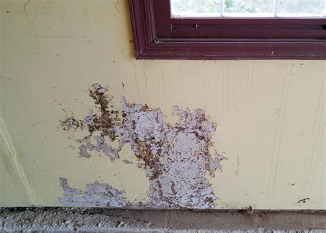 Pest Control Company in Middlesex County, NJ | Termites, Bed Bugs, Wildlife Removal, Bird ...