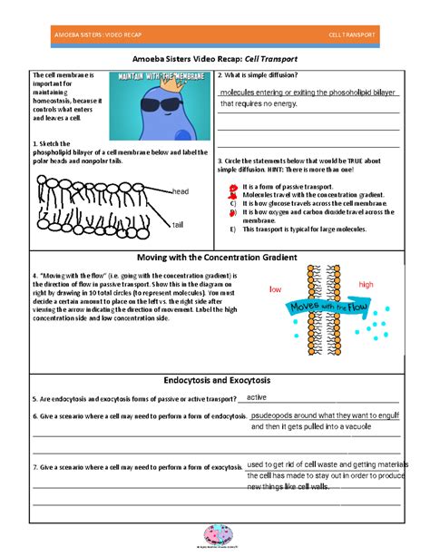 Amoeba Sisters Video Recap: Cell Transport Wkst (Biology 101) - Studocu