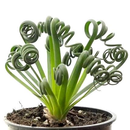 Buy Albuca Spiralis - Frizzle Sizzle Plant online at best price