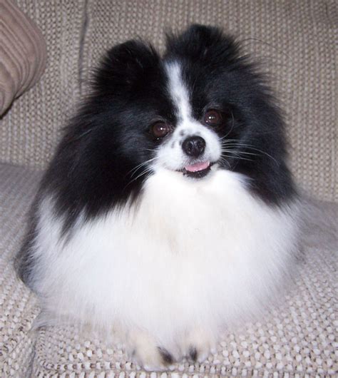 Pomeranian Mix Black And White