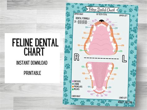 DIGITAL DOWNLOAD Feline Dental Chart Printable Poster - Etsy
