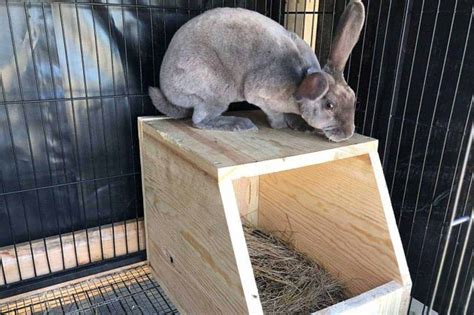 14 DIY Rabbit Nest Box Ideas - Try Out This Weekend