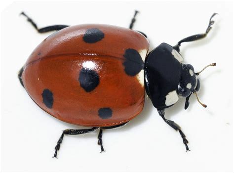 Creating a Welcoming Haven: Designing the Perfect Ladybug Habitat