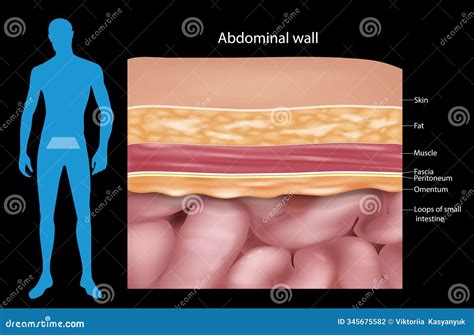 Abdominal Wall Layers, Muscles and Fascia. Cross-section Anatomy Abdominal Wall Stock ...
