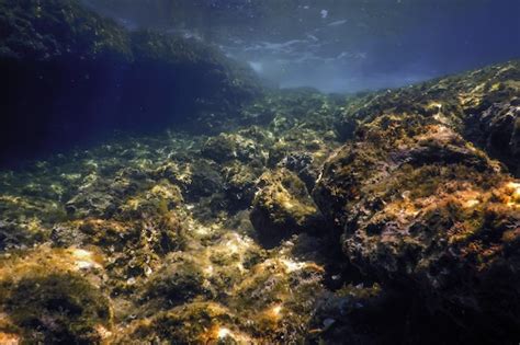 Bottom of the Sea 的图像结果