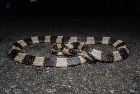 Photographer captures pictures of rare venomous banded krait at Pulau Ubin