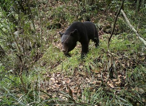 广西钦州发现一黑熊，误碰高压线被电死，为何小鸟站上面却没事？_腾讯新闻