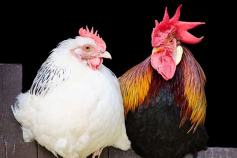 How Do Chickens Mate? - Chicken Mating Explained