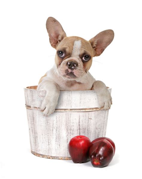 What Kind Of Apples Can Dogs Eat