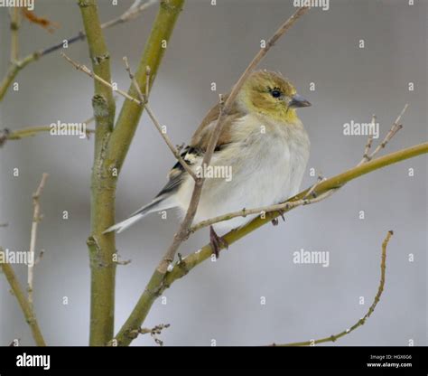 American goldfinch in winter Stock Photo - Alamy