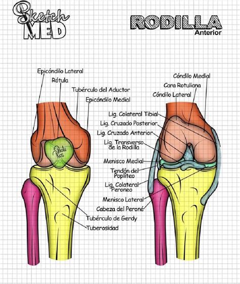 Pin de Dafhnehernandes en Medicina 2 | Anatomía de la rodilla, Anatomía ...