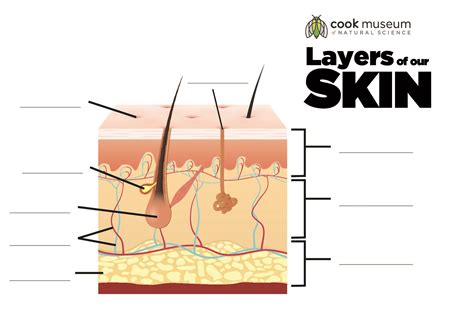 Layers-of-Skin-Blank | Cook Museum of Natural Science - Worksheets Library