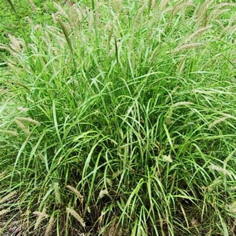 Buy Easyseeds™ Buffel Grass , Dhaman Grass, Cenchrus Ciliaris , Anjan ...