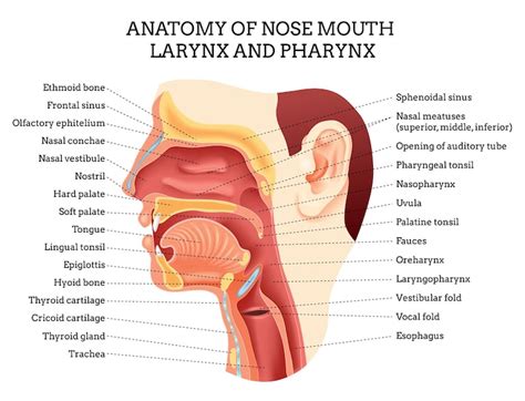 Throat anatomy Images - Free Download on Freepik