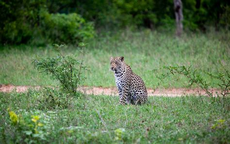 Download wallpaper 1920x1200 leopard, animal, grasses, wildlife ...