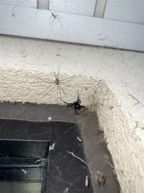 Black Widow Spider Web Novel Human Antibodies Neutralize Black Widow