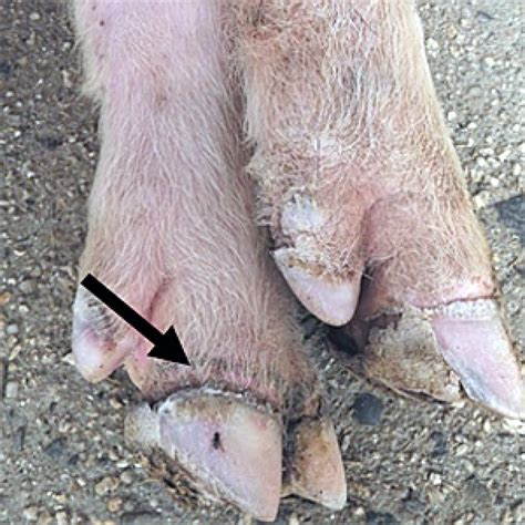 Pig Hooves Vs Cow at Ethel Laskey blog