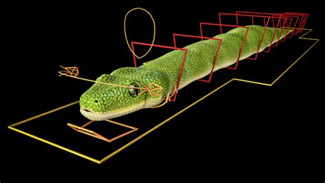 How to View Animation in Python 的图像结果