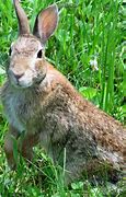 Image result for Pictures of Rabbits to Colour