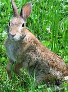 Image result for Animated Happy Rabbits