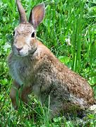 Image result for Herd of Rabbits