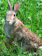 Image result for Different Rabbits