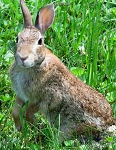 Image result for Fluffy Bunny Rabbits