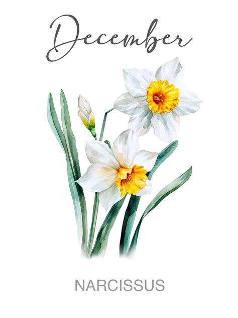 Best 13 December Birth Flower – Artofit