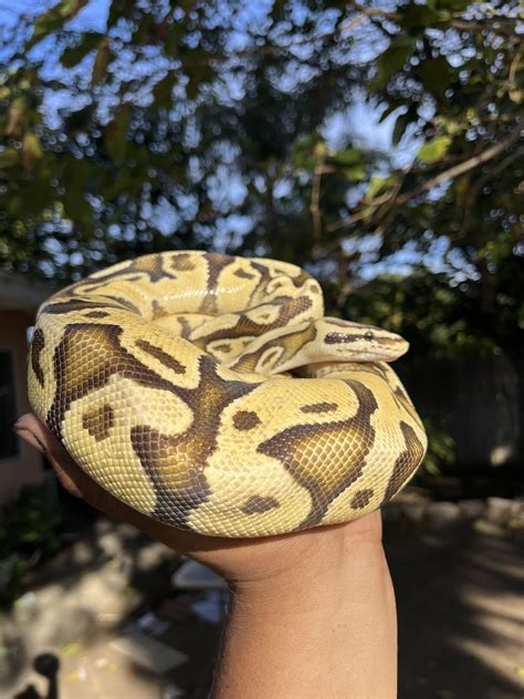 Sick Ball Python 的图像结果