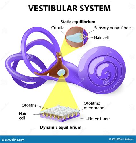 Vestibular Nerve Definition Ear at Peter Zanders blog