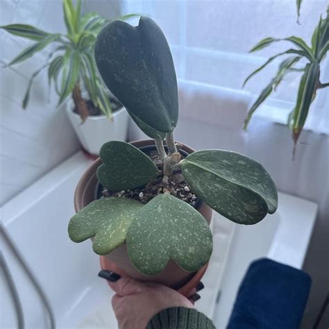 Image result for Zero Waste Dish Soap