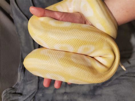 Image result for Removing Python From Body Compition