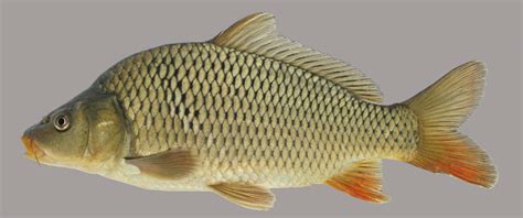 Common Carp - A Guide to Florida's Freshwater Fish