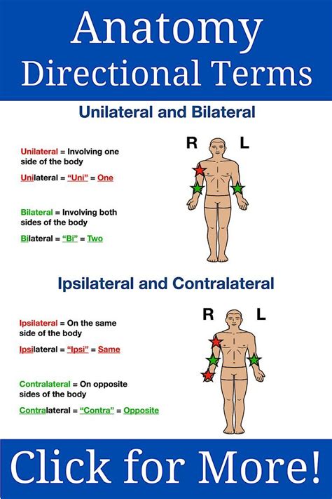 Image result for Contralateral Body Parts Example