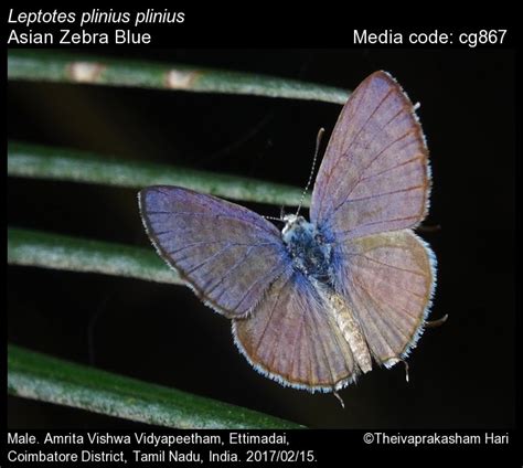 Leptotes plinius | Butterfly
