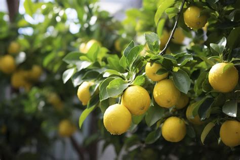 Image result for Lemon Tree for Office