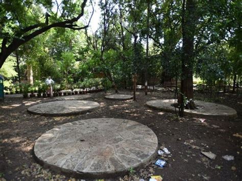 10 Fully-Grown Subabul Trees Were Axed Down In This Pune College Campus ...