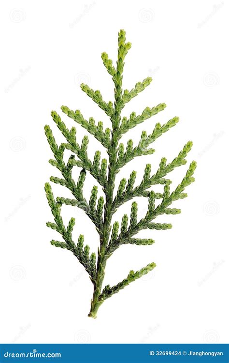 Leaves of pine tree stock photo. Image of fresh, plant - 32699424