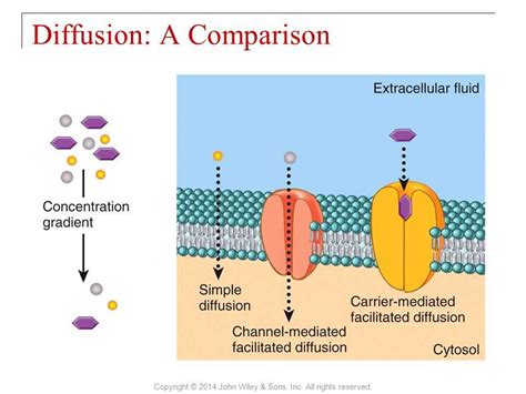 Image result for Cell Diffusion Project