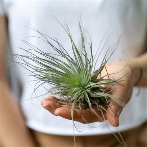 How to Grow Air Plants 的图像结果