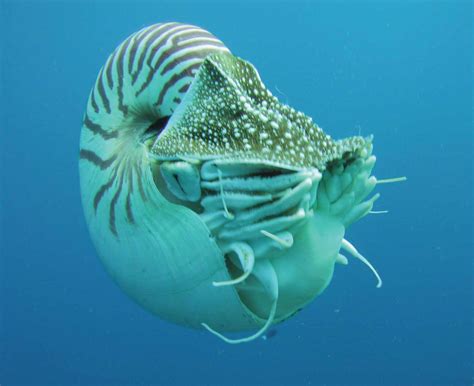 Nautilus | Mollusk, Shell, Subclass | Britannica