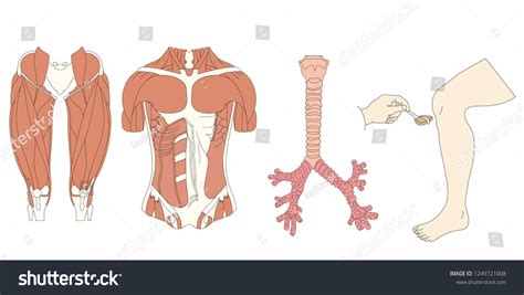 Biology About Human Body 的图像结果